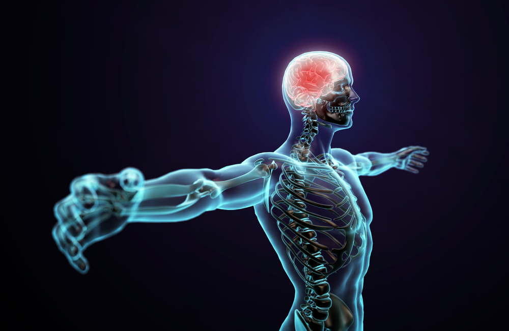 Human,Anatomy,Illustration,-,Central,Nervous,System,With,A,Visible soccer science & performance